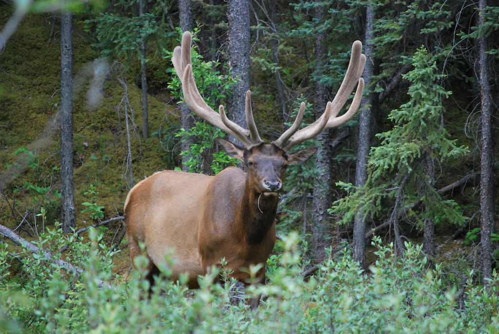 Jasper National Park Celtic Haven酒店 外观 照片